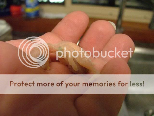 kaz002.jpg?t=1272533773