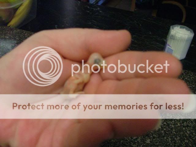 kaz004.jpg?t=1272533812