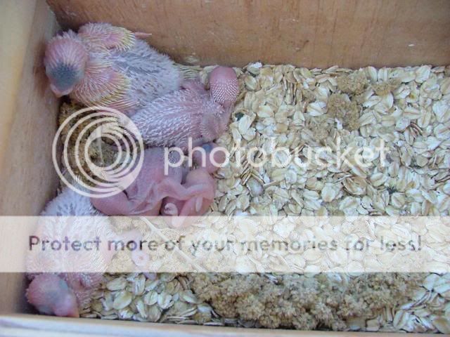 kazzy001.jpg?t=1272917539