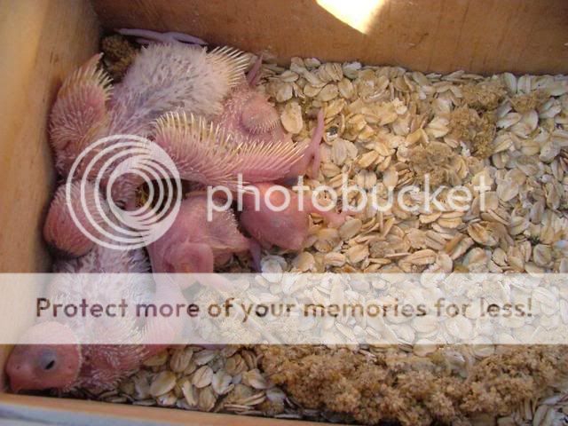 kazzy002.jpg?t=1272917561