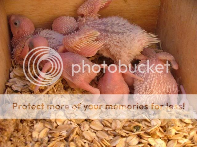 kazzy003.jpg?t=1272917580