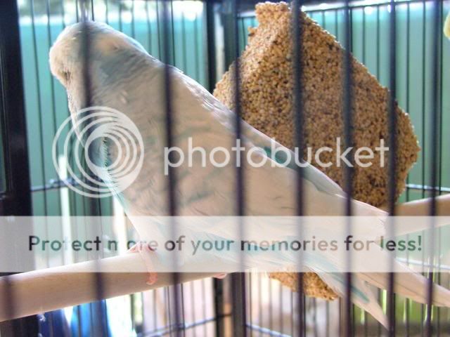 kazzy007.jpg?t=1272846031