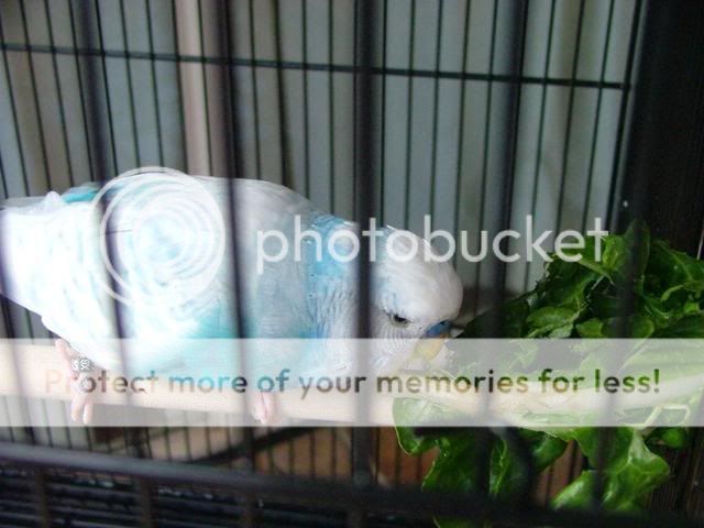 kazzy018.jpg?t=1272846209