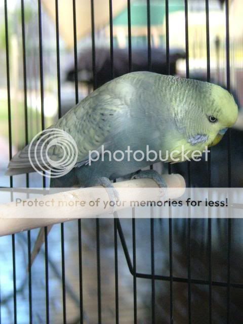 kazzy033.jpg?t=1272848199