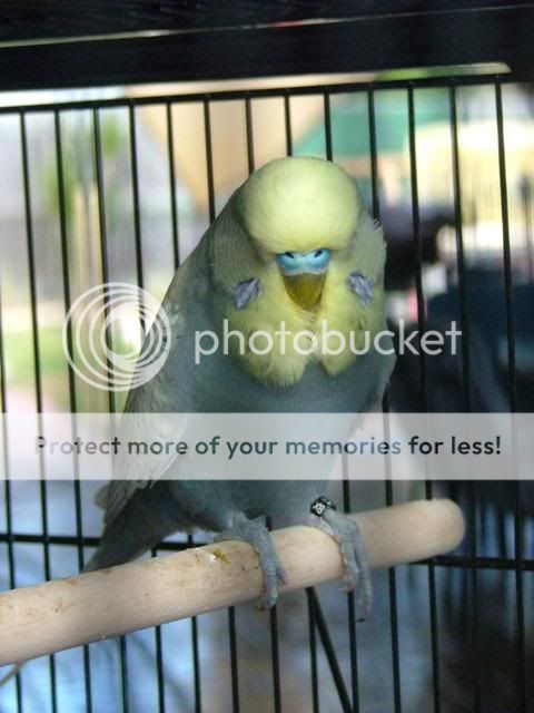 kazzy037.jpg?t=1272846401