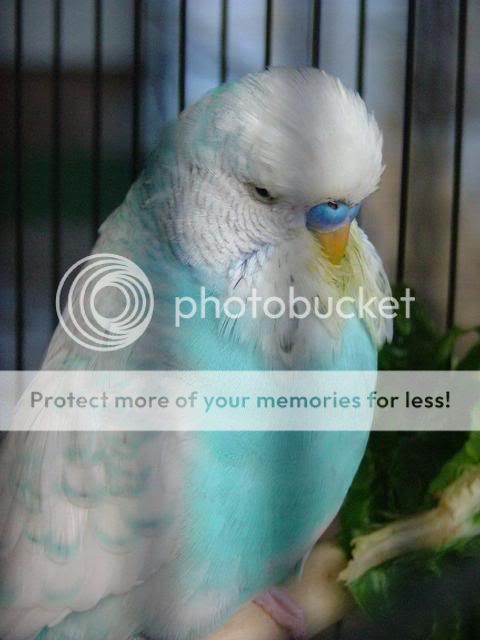 kazzy039.jpg?t=1272845762