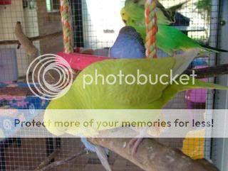 lacey005.jpg?t=1244721989