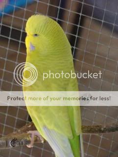 lacey006.jpg?t=1249071500