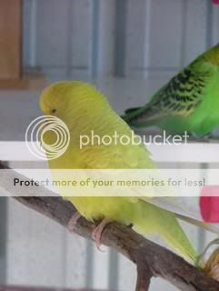 lacey011.jpg?t=1244722182