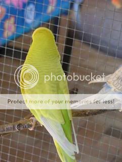 lacey016.jpg?t=1244725684