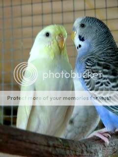 looloo006.jpg?t=1244106269