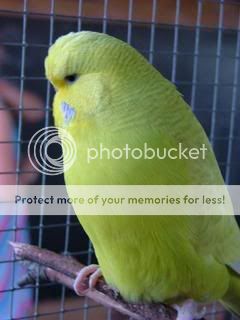 looloo007.jpg?t=1249382255