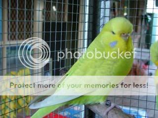 looloo009.jpg?t=1244106675