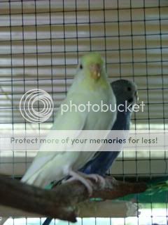 looloo011.jpg?t=1244106396