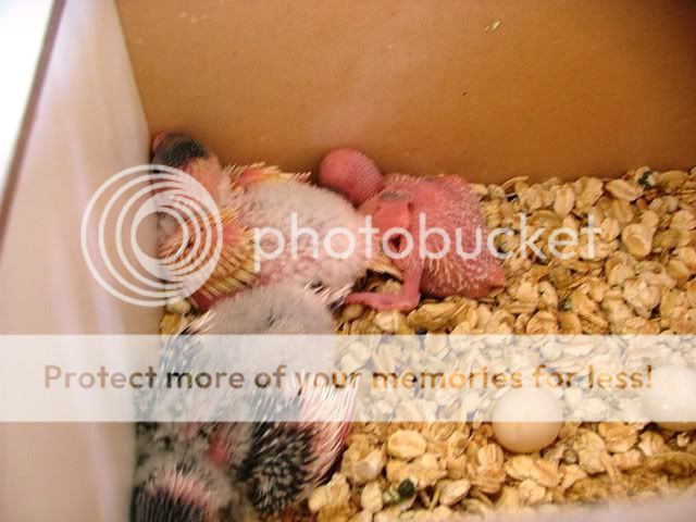 misc10039.jpg?t=1260822198