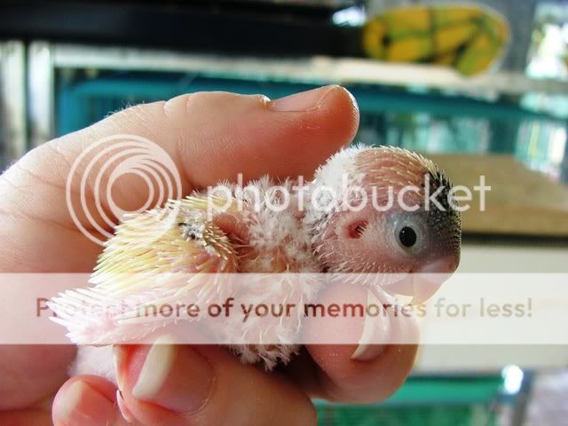 misc10044.jpg?t=1260822152