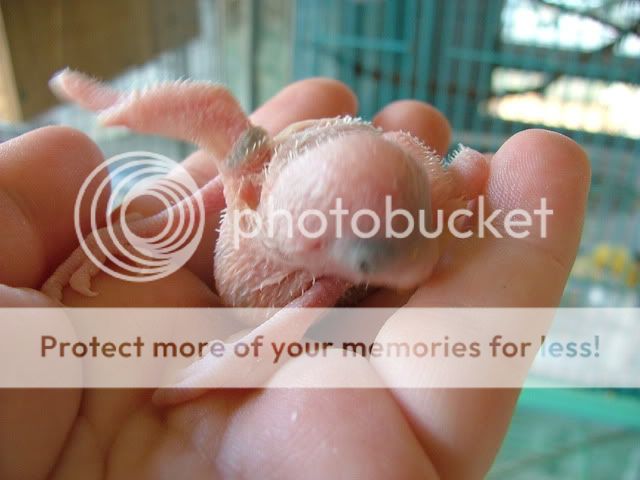 misc10046.jpg?t=1260669204