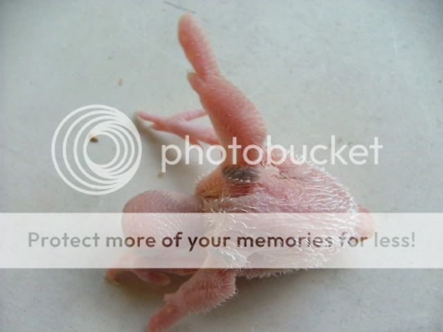 misc10047.jpg?t=1260669105