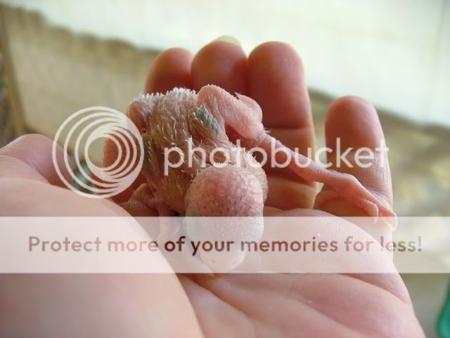 misc10048.jpg?t=1260668997