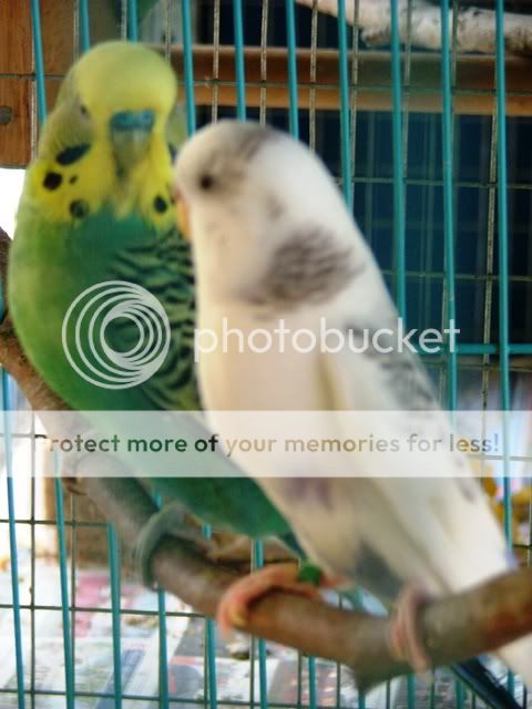 misc10051.jpg?t=1260821957