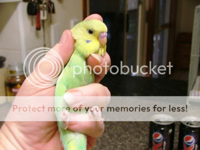 misc101015.jpg?t=1264739721