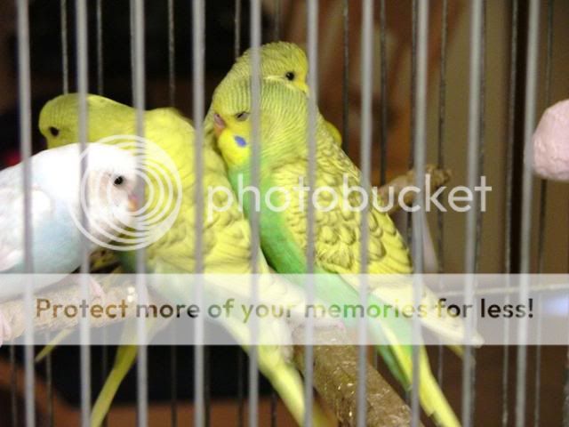 misc101016.jpg?t=1264739681