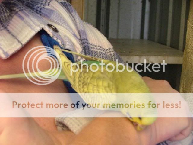 misc1021.jpg?t=1274088643