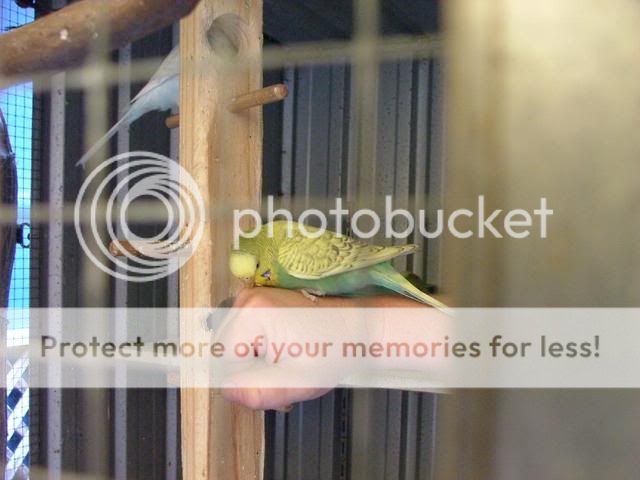 misc1023.jpg?t=1274088622