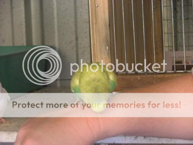 misc1027.jpg?t=1274088601