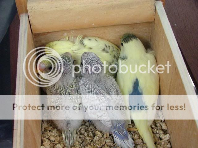 misc1046.jpg?t=1274086929