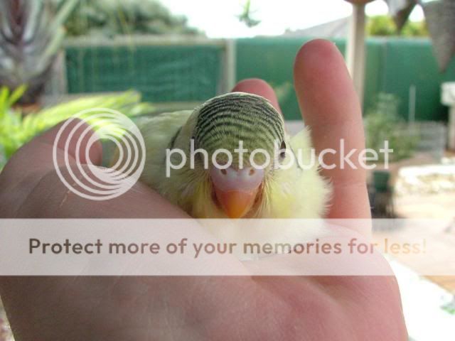 misc1054.jpg?t=1274087101