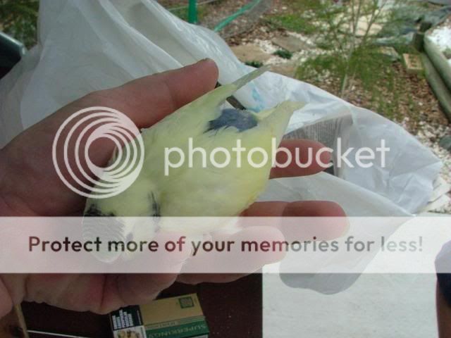 misc1055.jpg?t=1274087161