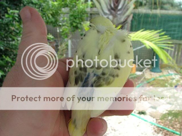 misc1057.jpg?t=1274087268