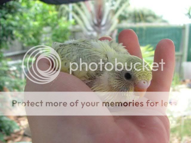 misc1058.jpg?t=1274087307