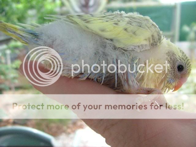 misc1060.jpg?t=1274087386