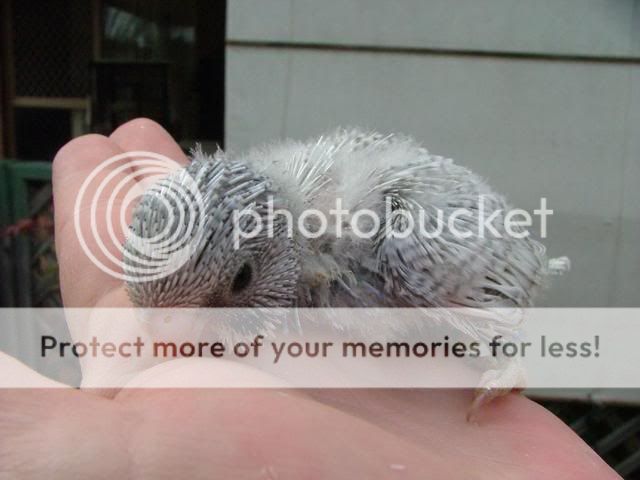 misc1062.jpg?t=1274087461