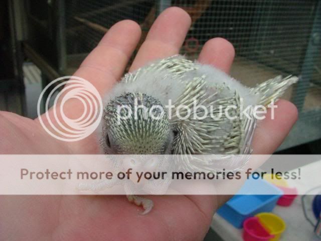 misc1065.jpg?t=1274087524