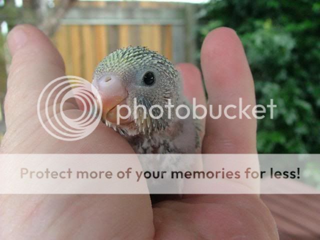 misc1070.jpg?t=1276148769