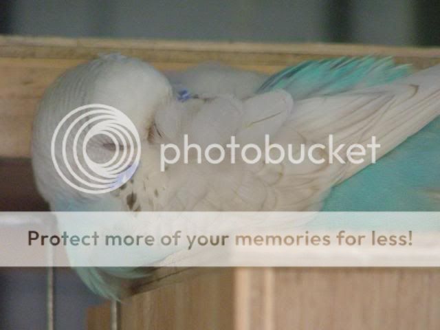 misc1078.jpg?t=1274084728