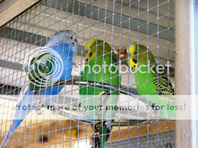 misc5016.jpg?t=1257073813