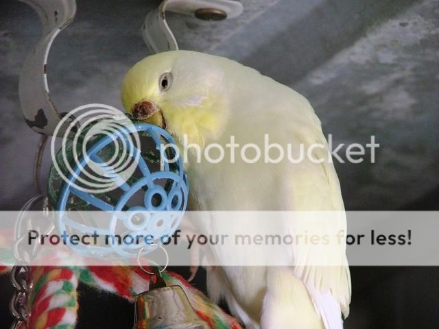 misc5034.jpg?t=1268730871