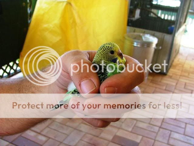 misc5060.jpg?t=1254029278