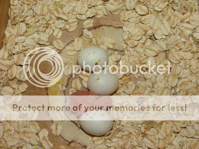 misc6007.jpg?t=1254275745