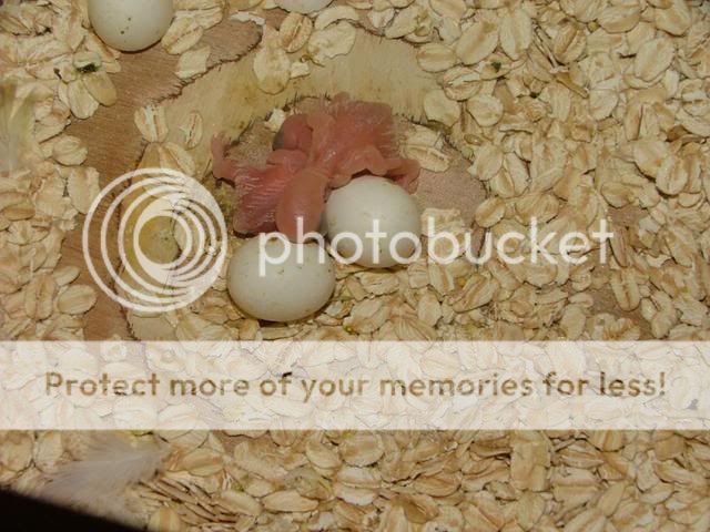 misc7003.jpg?t=1254402771