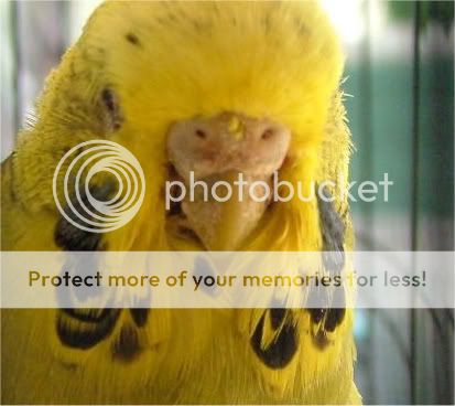 new180410048-1-1.jpg?t=1271587154