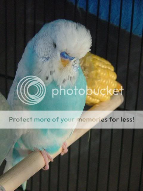 new180410091.jpg?t=1271580648