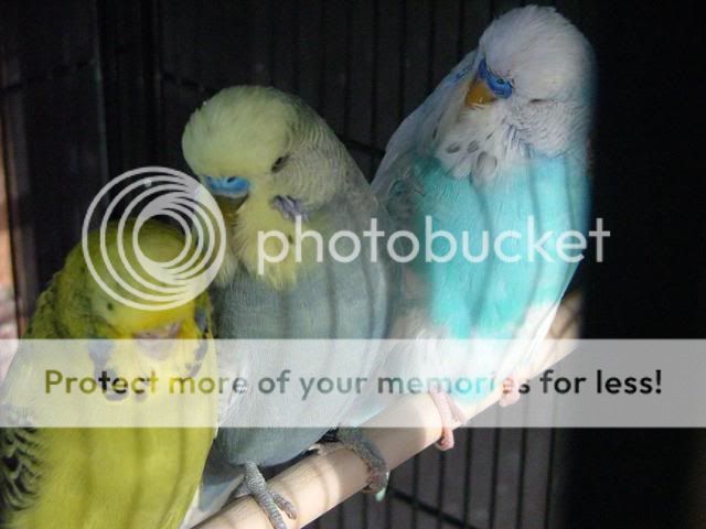 new180410095.jpg?t=1271580746