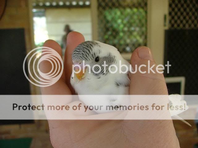 newbabies251209008.jpg?t=1261698716