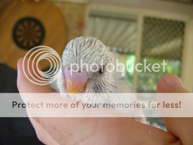 newbabies251209016.jpg?t=1261698834