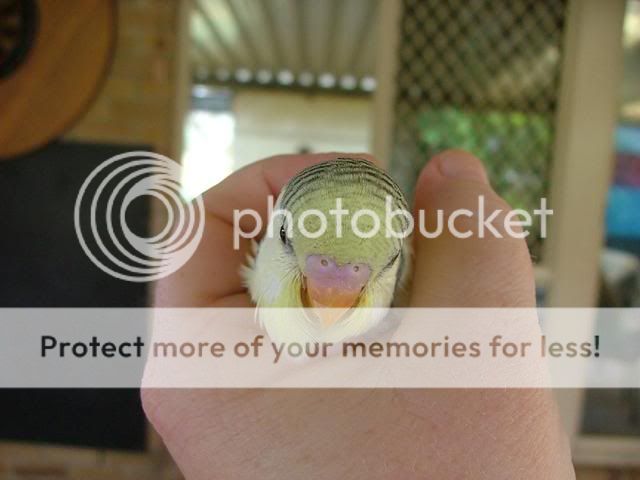 newbabies251209019.jpg?t=1261698887